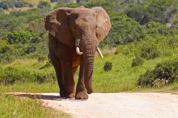 Large elephant on a gravel road — Stock Photo, Image