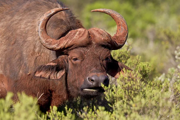 Buffalo hambriento — Foto de Stock