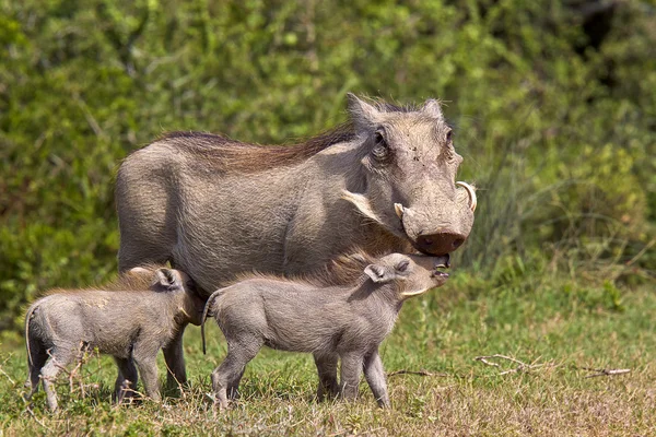 Warthog mãe e jovens — Fotografia de Stock