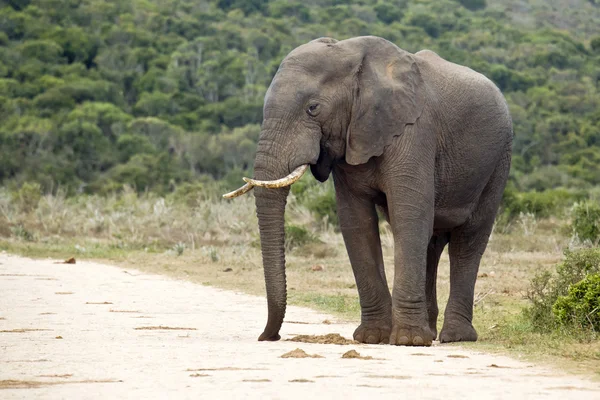 Elephant on the edge of a gravel road — Stock Photo, Image