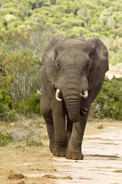 Afrikansk elefant går på en grusväg — Stockfoto