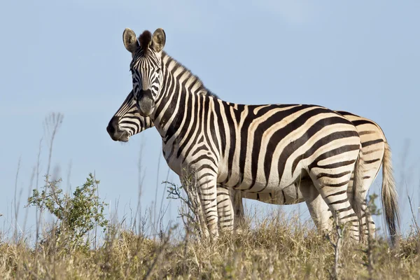 Dois Zebra — Fotografia de Stock