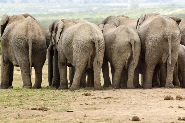 Elefanter från bakom — Stockfoto