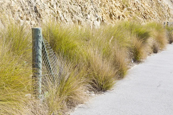 Dry grass on a cement pathway