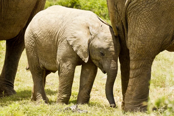 Young elephant standing between mom and dad's legs — Stock Photo, Image