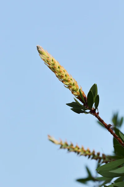 Nueva flor de una planta cepillo de botella — Foto de Stock