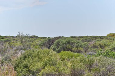Sahil koruma alanları doğa koruma sahasında.