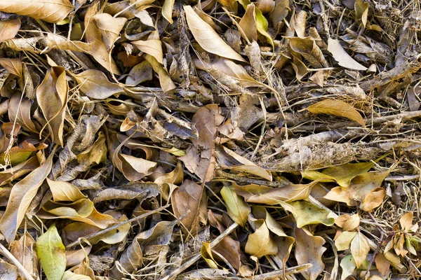 Dry leaves background — Stock Photo, Image