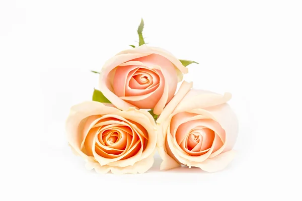 Pink roses stacked on white — Stock Photo, Image