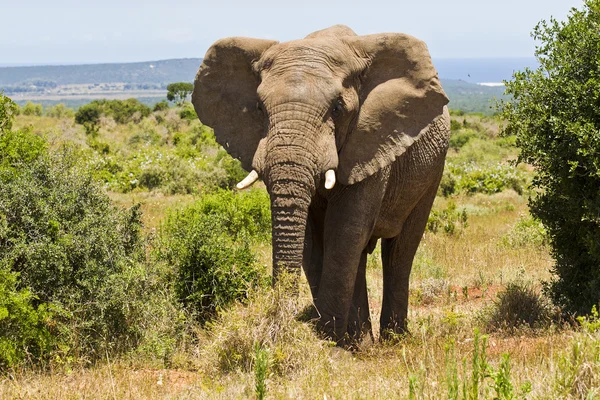 Afrikansk elefant står mellan två buskar — Stockfoto