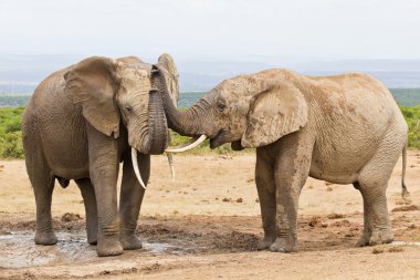 African elephants touching each other with their trunks clipart