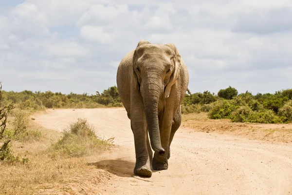 Gran elefante africano corriendo por un camino de grava hacia la cámara — Foto de Stock