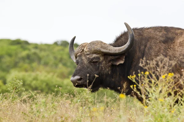 Búfalo macho grande caminando a través de hierba seca — Foto de Stock