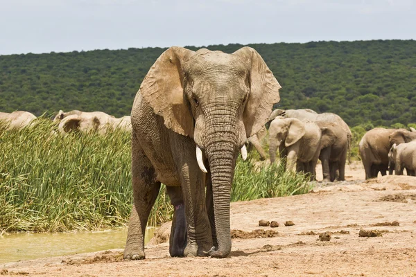 Μοναχικό αφρικανικού ελέφαντα σε ένα waterhole — Φωτογραφία Αρχείου