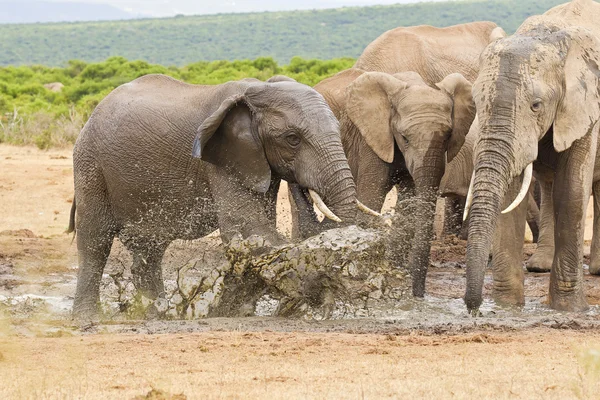 Afričtí sloni stojí a šplouchání vody vodní díry — Stock fotografie