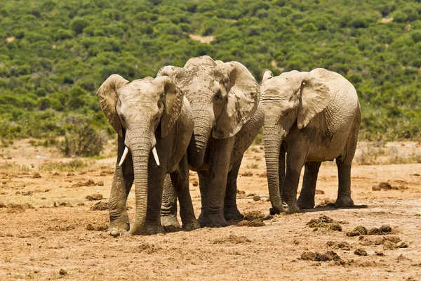 Drie Afrikaanse olifanten in de hete middagzon — Stockfoto