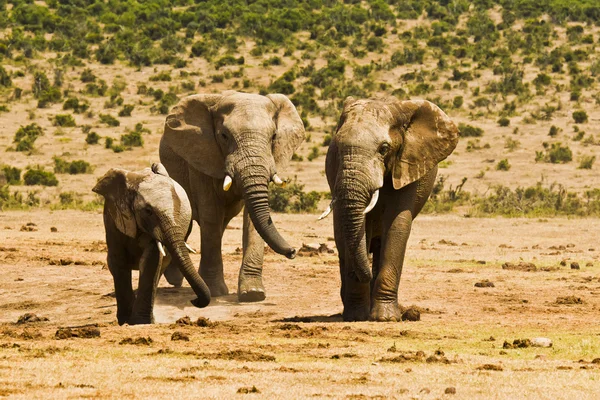 Tres elefantes africanos de pie sobre arena seca — Foto de Stock