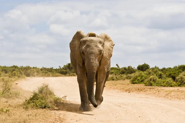 Joven elefante africano corriendo por un camino de grava — Foto de Stock
