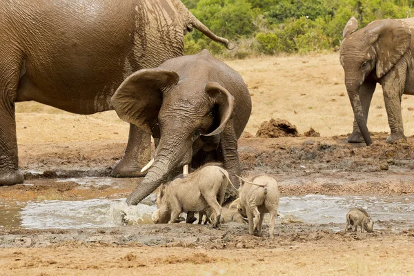 Unga afrikanska elefanter plaskar i ett vattenhål — Stockfoto