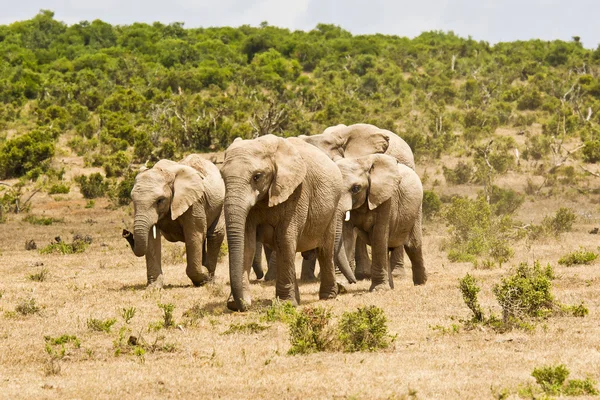 African elephant family running on dry ground towards a waterhole — Stock Photo, Image