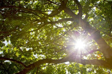 Bir ağacın yaprakları kırma güneş