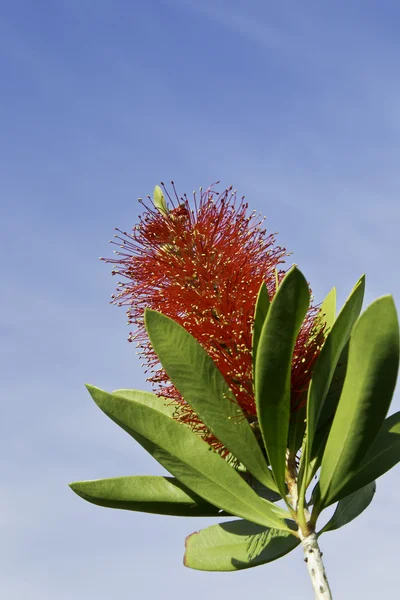 Red bottle brush plant flower — Stock Photo, Image