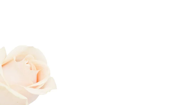 Pink rose on white — Stock Photo, Image