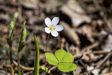Küçük beyaz çiçek ve yaprak yeşil