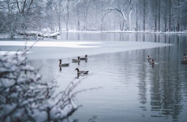 Şiddetli bir kar yağışı sırasında vahşi ördekler yarı donmuş bir gölde yüzerler. Kar parkı ve ağaçları kaplıyor, güzel ve huzurlu bir kış ortamı yaratıyor..