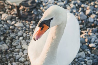 Nehir kenarındaki sessiz bir kuğunun (Cygnus olor) yukarıdan görünüşü. Güneşin aydınlattığı güzel çakıl taşları yüzeyin altında görünür, ılık altın akşam ışığı, huzurlu ve zarif doğa anı.