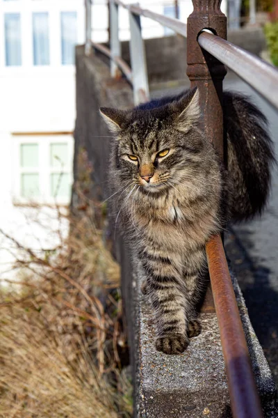 Güneşli bir caddede beton bir çit boyunca yürüyen tüylü bir kedinin dikey fotoğrafı. Yumuşak ışık, sıcak atmosfer, büyüleyici evcil hayvan anı, rahat mahalle atmosferli şehir manzarası.