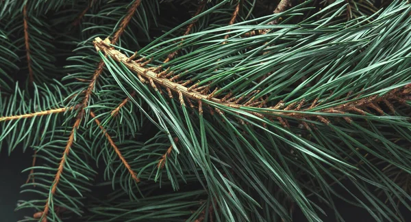 Yılbaşı ağacı dallarının yakınları arka planda. Noel ağacı duvar kağıdı. Uzayı kopyala Yeni yıl konsepti, Noel, doğa. Pankart. Düz yatış, üst görünüm.