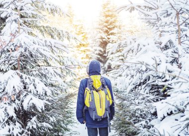 Kış ormanlarında yürü. Kış boyunca ormanda ağaçların arasında kar üzerinde yürüyen bir adamın dikiz görüntüsü. Yalnız adam ağaçların arasında kaybolur. Yaşlı adam sabah ormanda yürüyüş yapıyor.