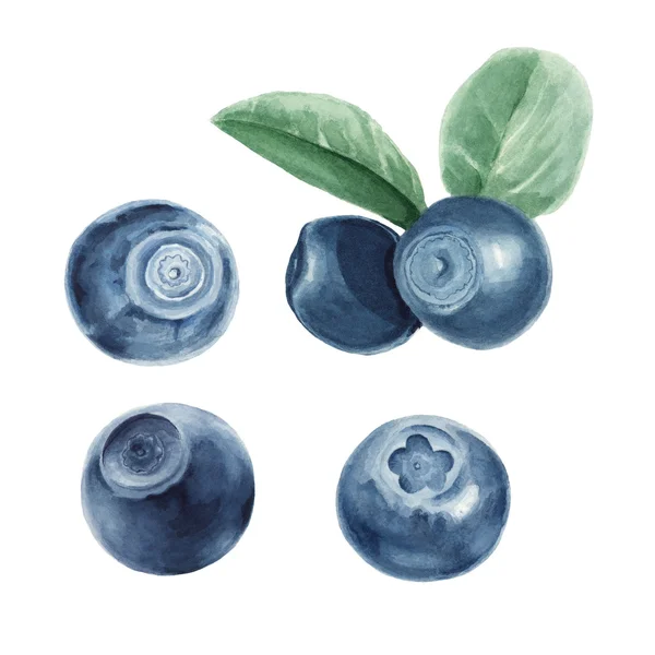 Akvarell blueberry készlet — Stock Fotó