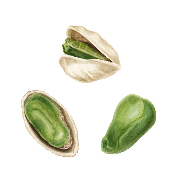 Watercolor pistachio set — Stock Photo, Image