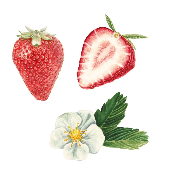 Akvarell strawberry set — Stockfoto