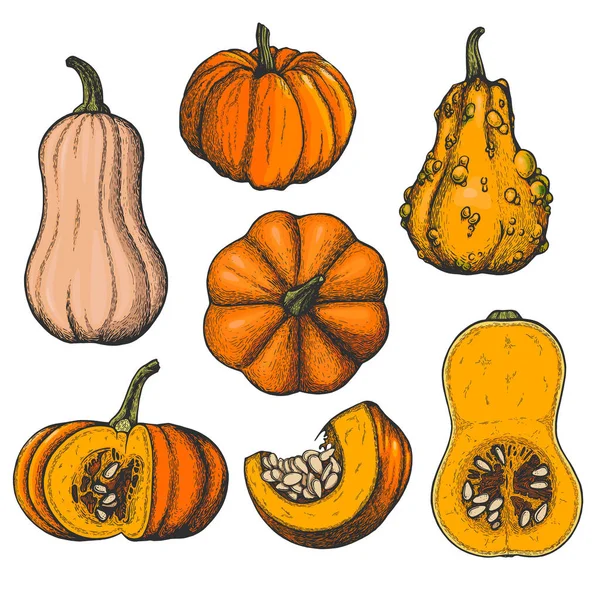 Vector Set Ink Pumpkins — Stock Vector