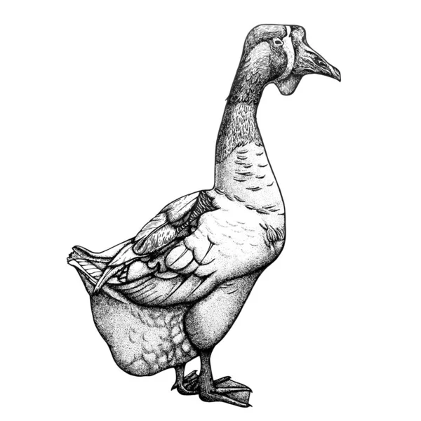 Wektor Ilustracja Gęsi Ptak — Wektor stockowy