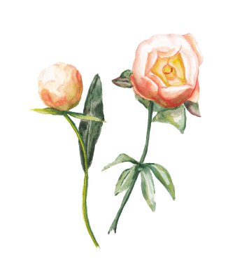 suluboya Şakayık seti