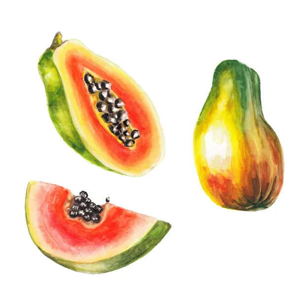 Akwarela tropikalny papaja zestaw — Zdjęcie stockowe