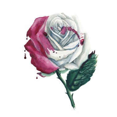 Sulu Boya beyaz alice gül