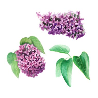 Suluboya leylak ayarla