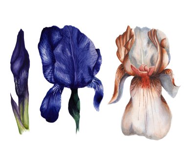 Suluboya Iris çiçek kümesi