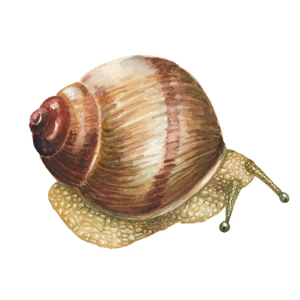Watercolor snail illustration — Stock Photo, Image