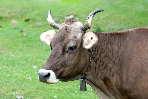 Portrait of brown cow on a pasture — Stock Photo, Image