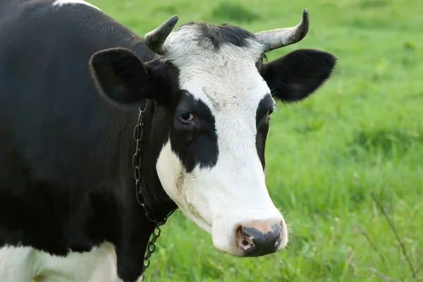 Portrait of black and white cow on a pasture — Stock Photo, Image