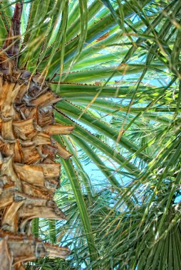 Bir yaz gününde parlak yeşil palmiye yaprakları.