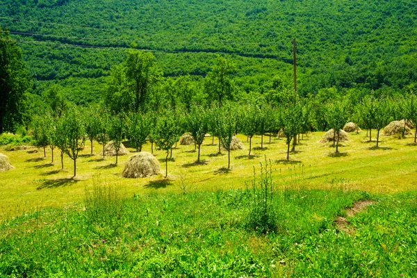 Campagne et meules de foin dans la vallée de la Piva — Photo