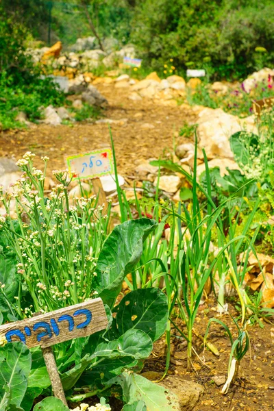 Hashavsheven community garden