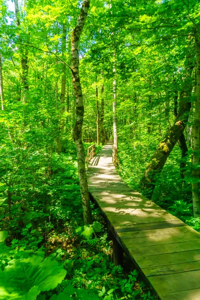 Un sendero de madera en el lago Biograd — Foto de Stock